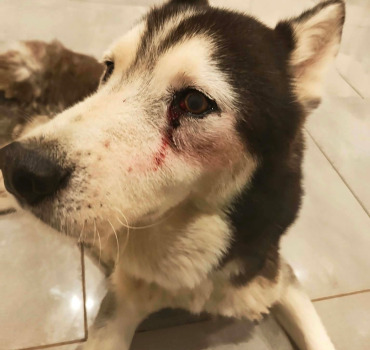 SAM HUSKY DE 10 ANS A BESOIN D ETRE OPERE