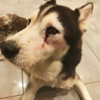 SAM HUSKY DE 10 ANS A BESOIN D ETRE OPERE