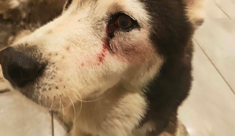 SAM, husky de 10 años, necesita ser operado