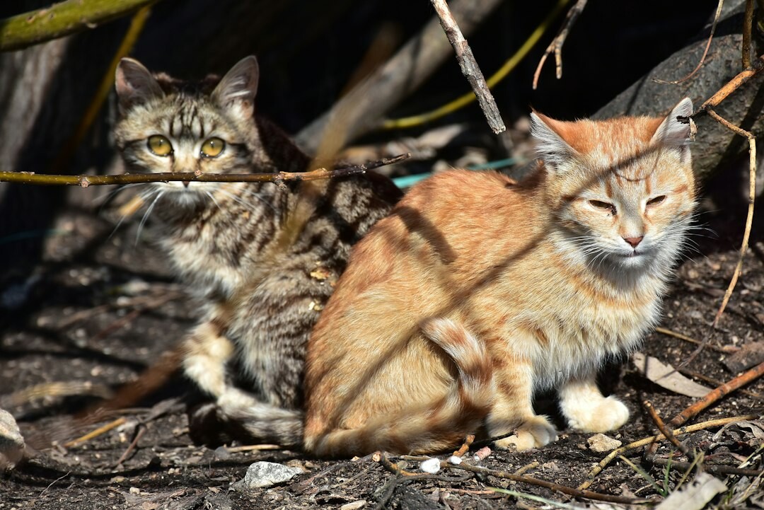 Nuestros amigos felinos