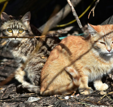 Nos amis les chats 