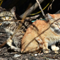 Nos amis les chats 