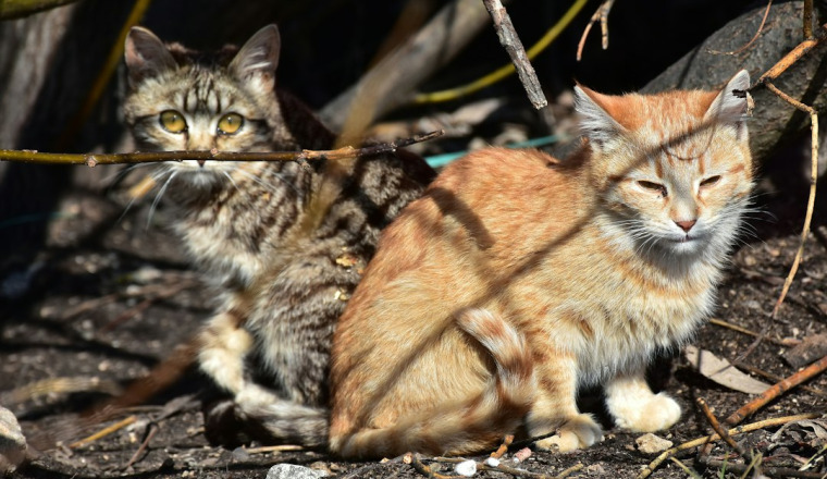 Nuestros amigos felinos