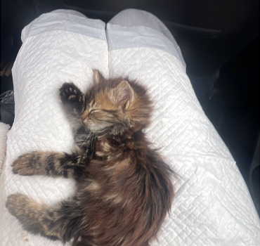 Aider nous à sauver ce bébé trouvée dans la rue 