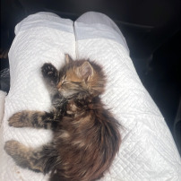 Help us save this baby found on the street