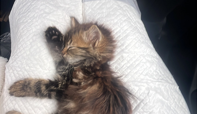Aider nous à sauver ce bébé trouvée dans la rue 