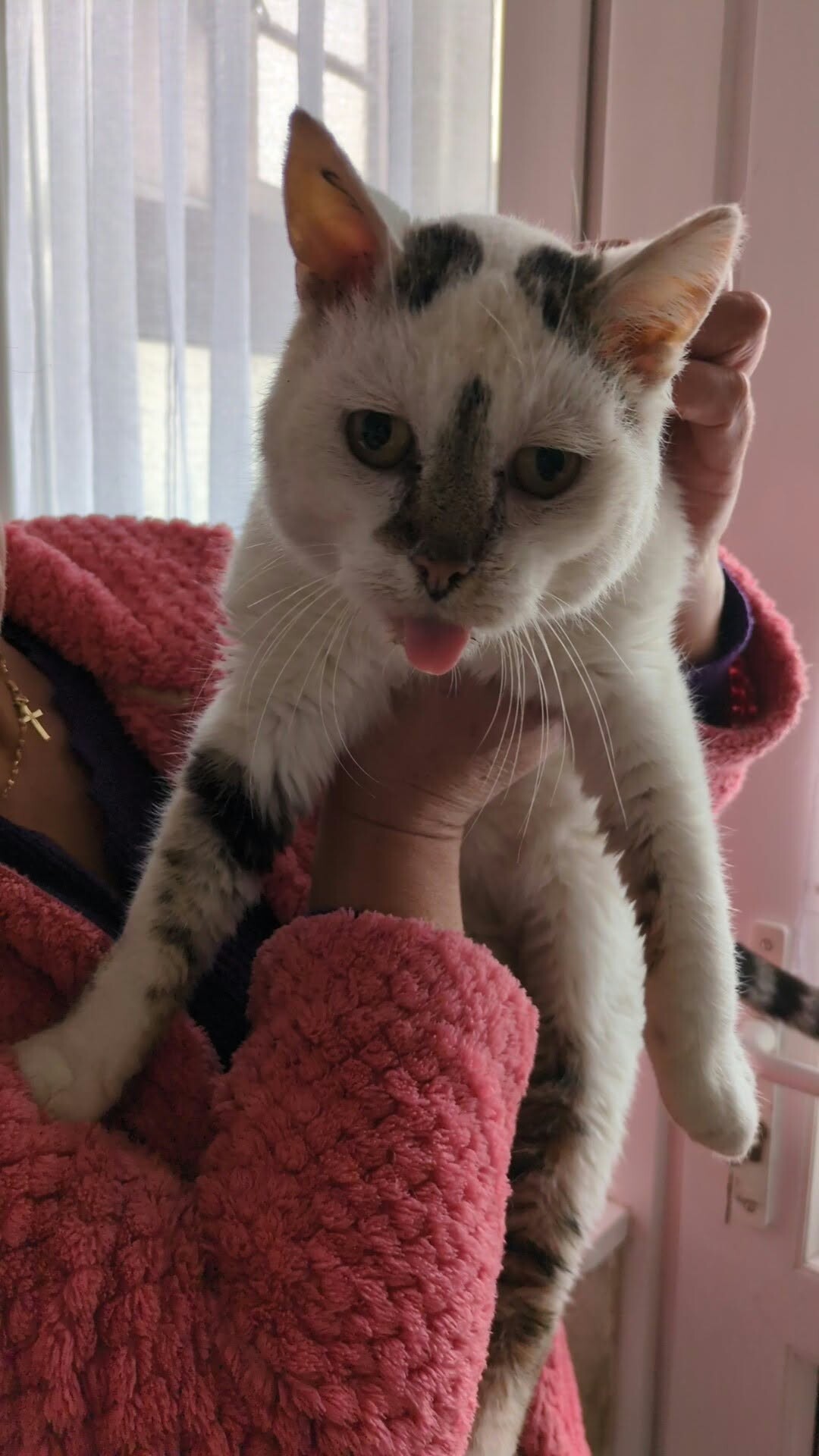 Soins vétérinaires chat errant 