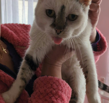 Soins vétérinaires chat errant 