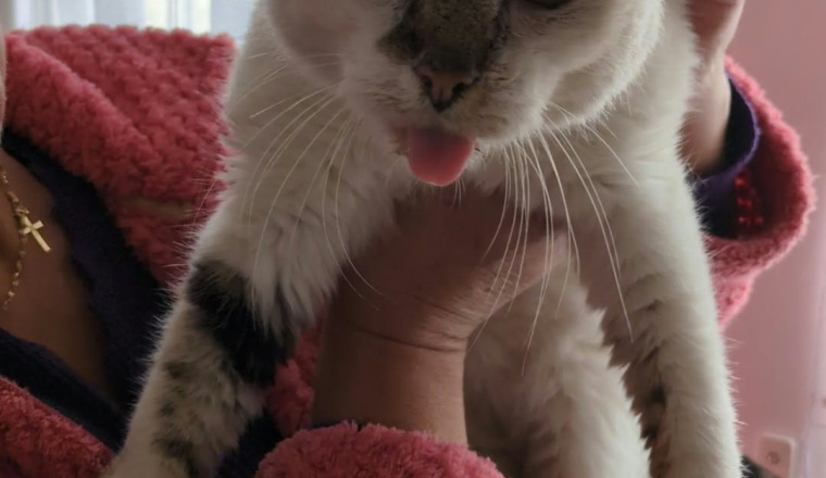Soins vétérinaires chat errant 